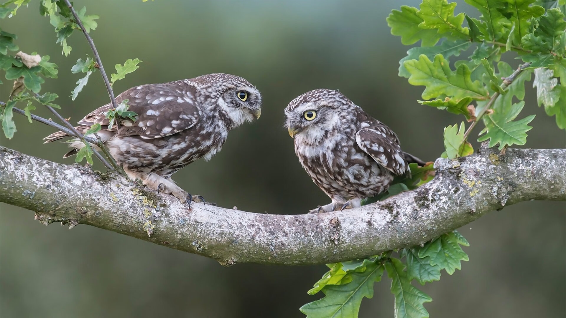 梅德韦杰夫的霸业，鏖战拉沃尔杯，统治年终总决赛