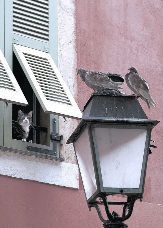 迈凯伦的逆袭，诺里斯以破纪录之姿，在银石的刀锋上击退梅赛德斯