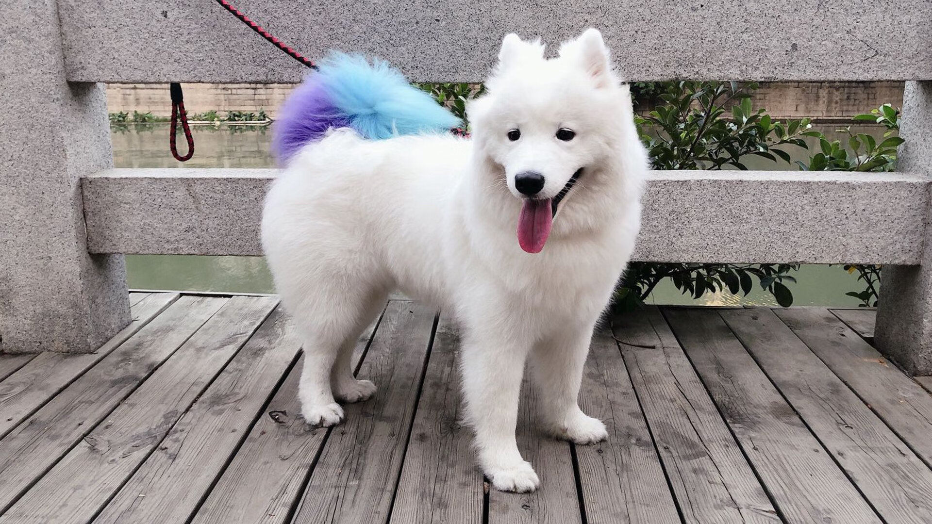 双星闪耀，泰国队的团队逆袭与陈雨菲的王者独奏