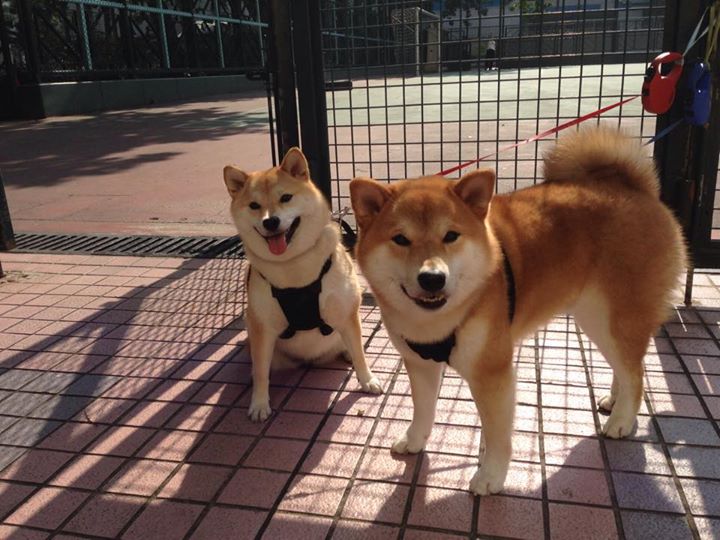 三节轰塌掘金主场！评分网站惊现满分，杰伦·格林让MVP之争失去悬念