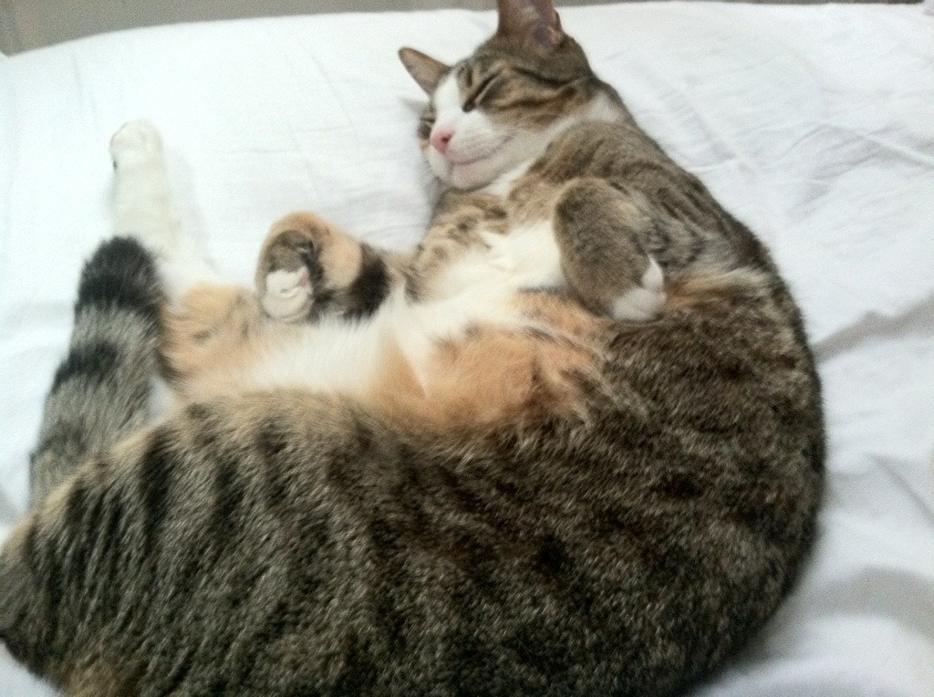 翡翠王座与钢铁权杖，当凯尔特人跨越雄鹿，小贾伦接管时代权柄