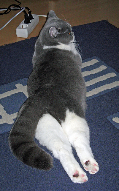 绿茵场上的篮球对决，当凯尔特人遭遇76人，欧冠淘汰赛的跨界启示录