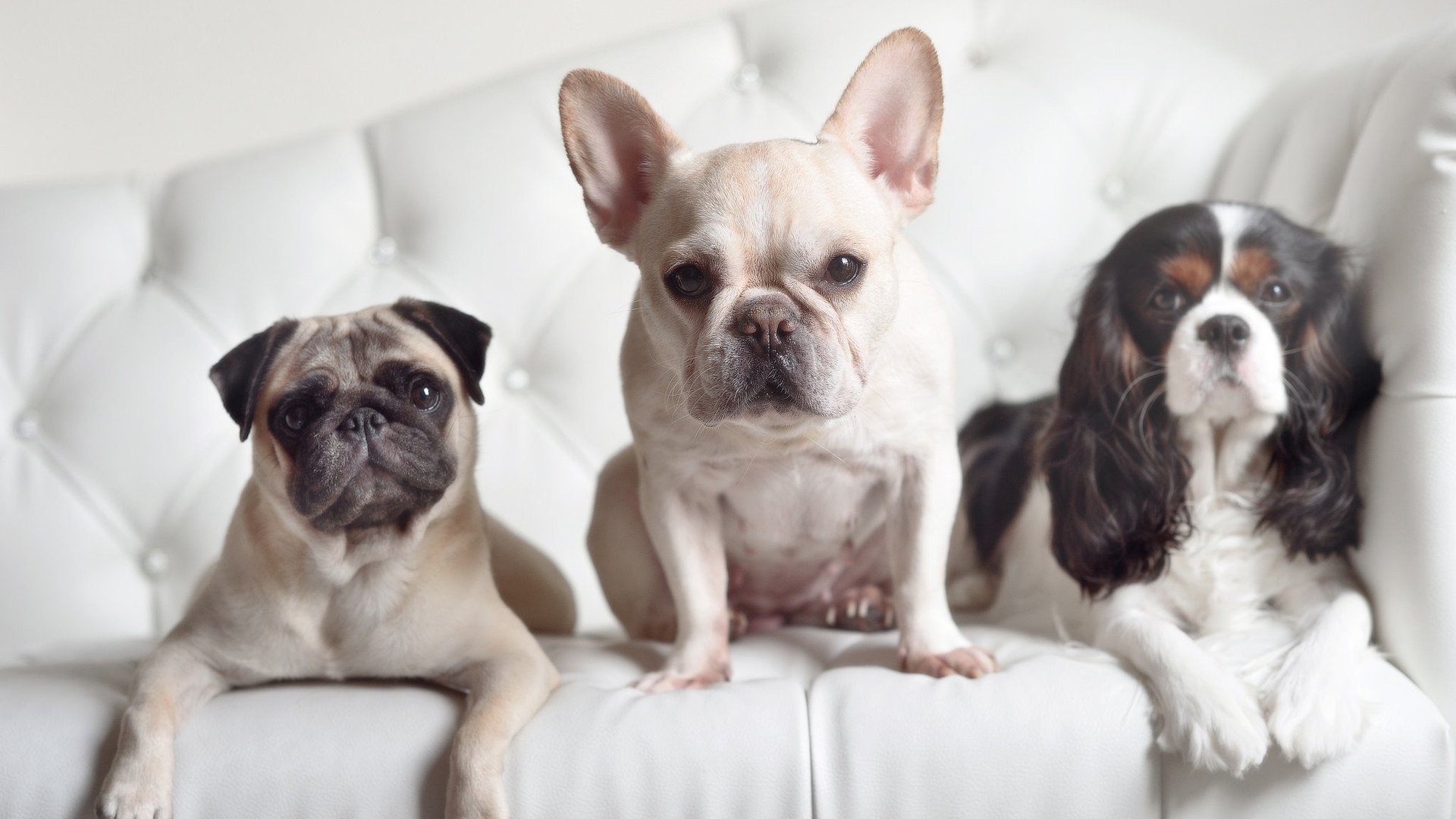 蒙萨卡最后的晚餐，当评分拉满成为冠军的终极注脚