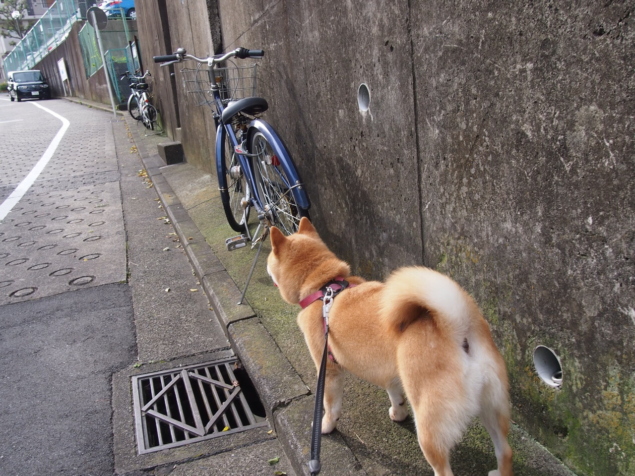 代码与极光的碰撞,欧冠半决赛的亚洲风暴