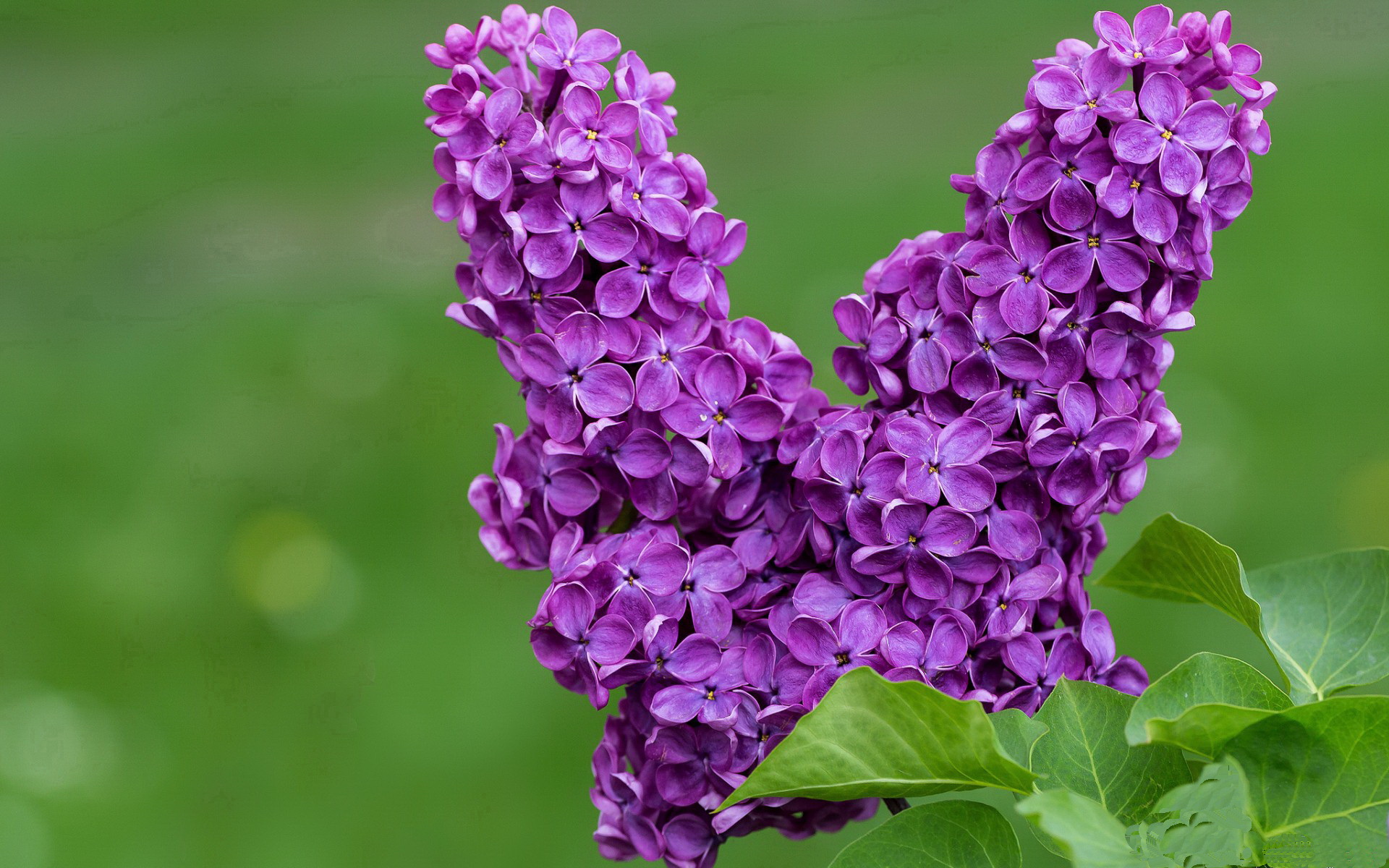 欧冠观察,罗德里戈压制级演出,莱比锡红牛火力全开碾压秘鲁劲旅