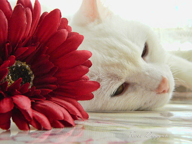 绿茵传奇，爱尔兰豪取AC米兰，阿拉巴关键先生铸就经典