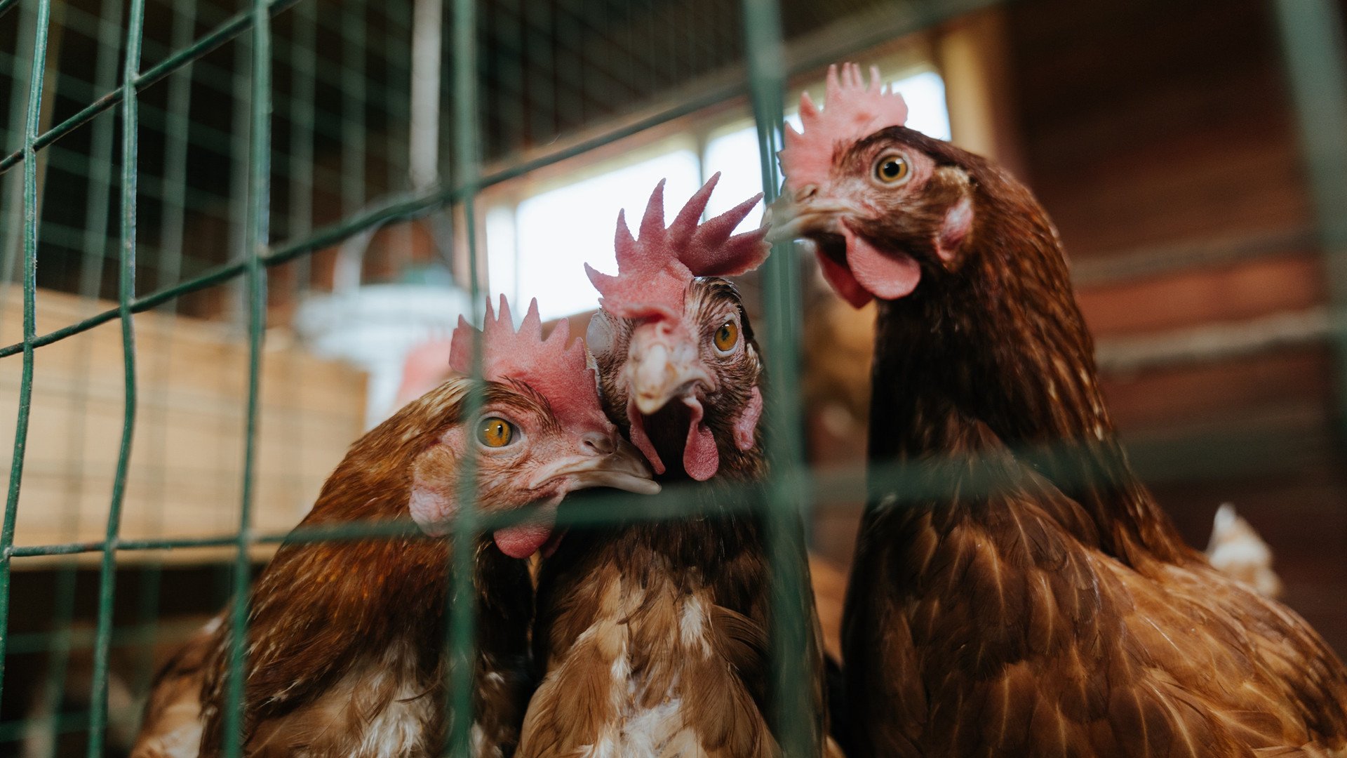 为奥运梦想而战，雄鹿击败奇才背后的关键博弈