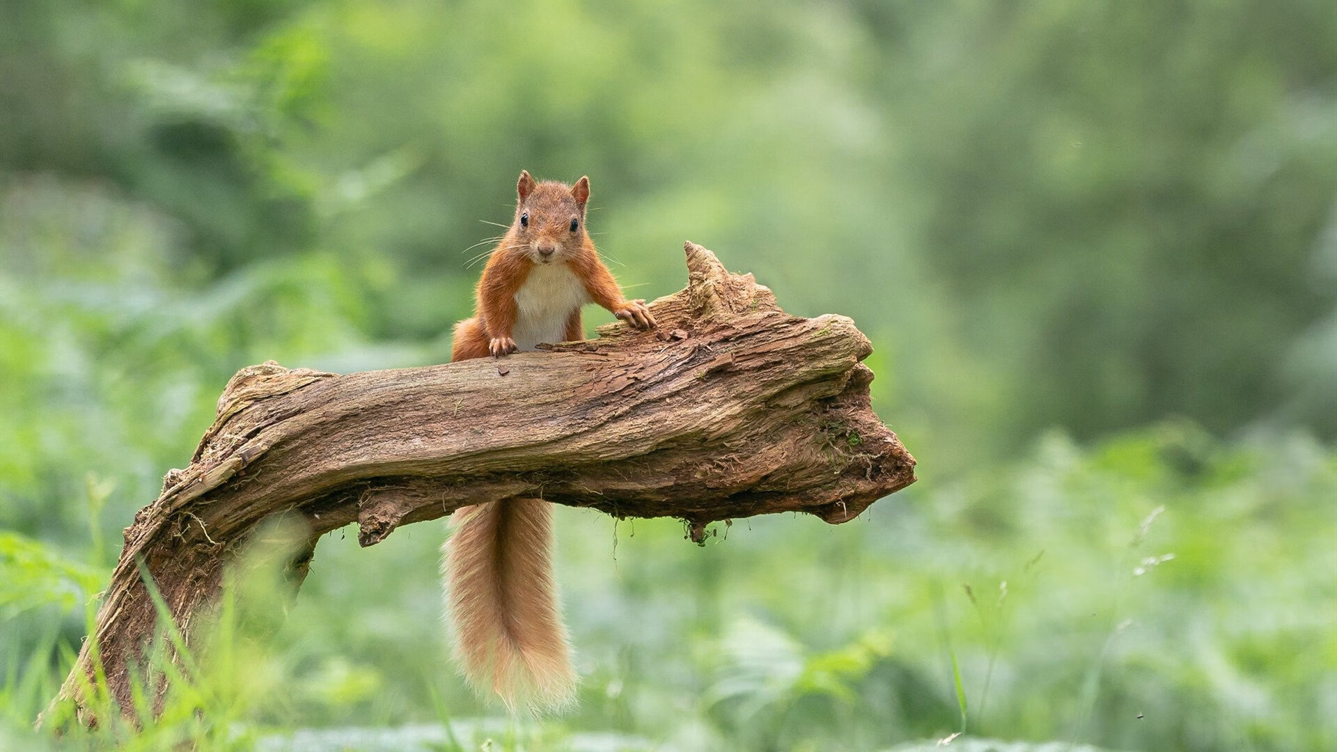 绿茵场外的世界杯，当丹佛高原的战术风暴席卷达拉斯—记一场定义时代的篮球焦点战
