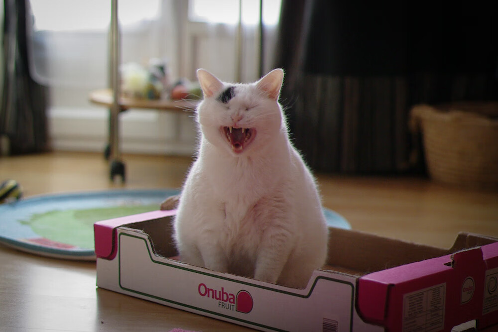 唯一性的见证,摩洛哥与秘鲁的世纪血拼,伊萨克成为关键先生