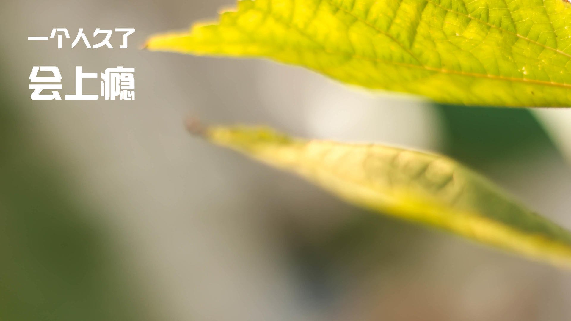 奥林匹斯山的雷霆与人间的王座,当字母哥降神之夜,国王与马刺进行着一场沉默的决斗