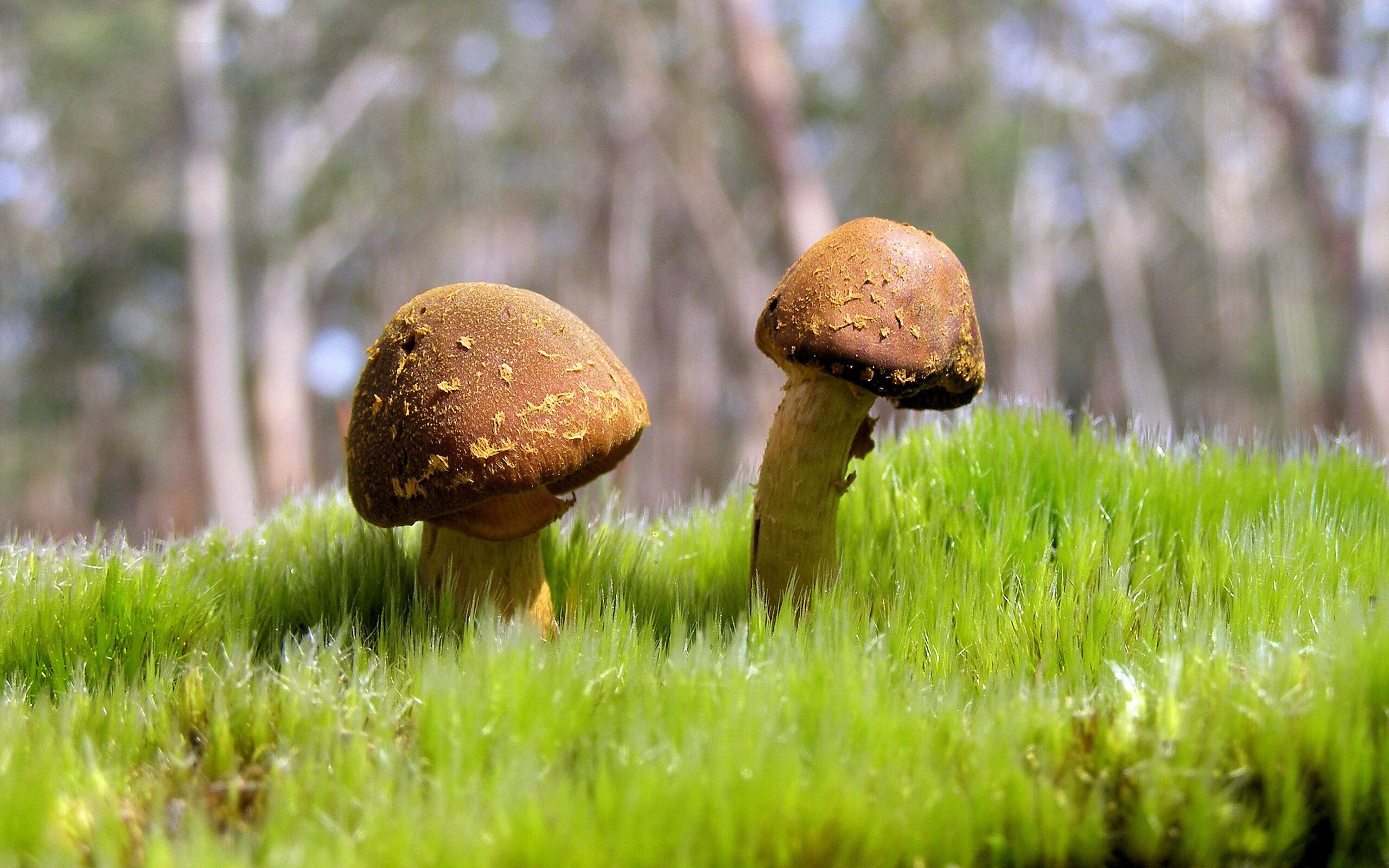 第一千零二夜，季后赛抢七夜，土耳其写下篮球天方夜谭