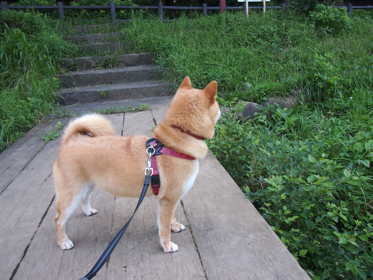 中场利刃出鞘,楚阿梅尼的降维打击与摩洛哥战术风暴如何肢解切尔西