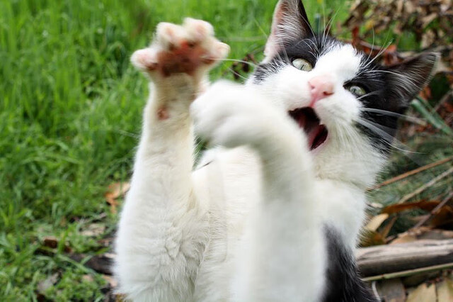 蓝黑焰火与黑白棋局，当劳塔罗点燃争冠烈焰，尤文已悄然合上悬念之书