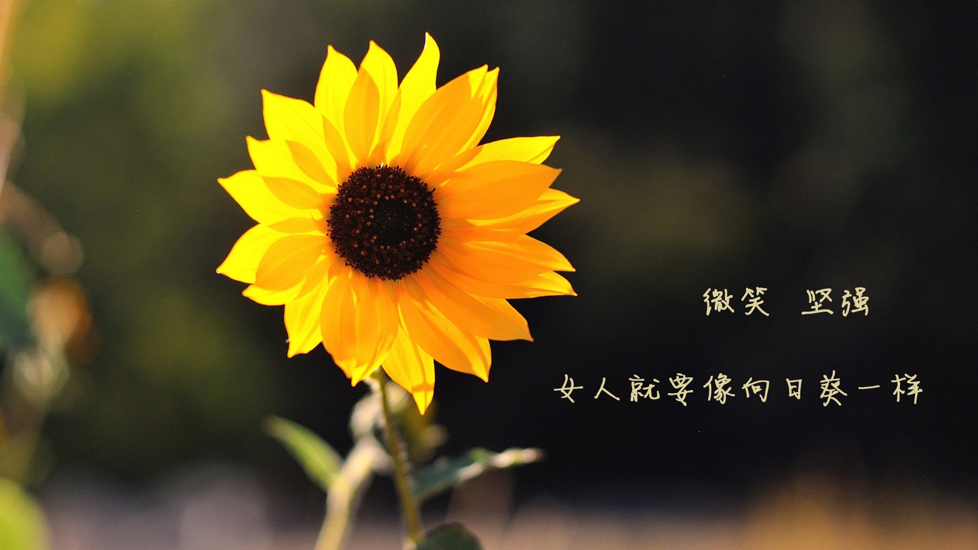 绝杀之夜,2026世界杯B组生死战,喀麦隆逆天改命,阿诺德闪耀全场