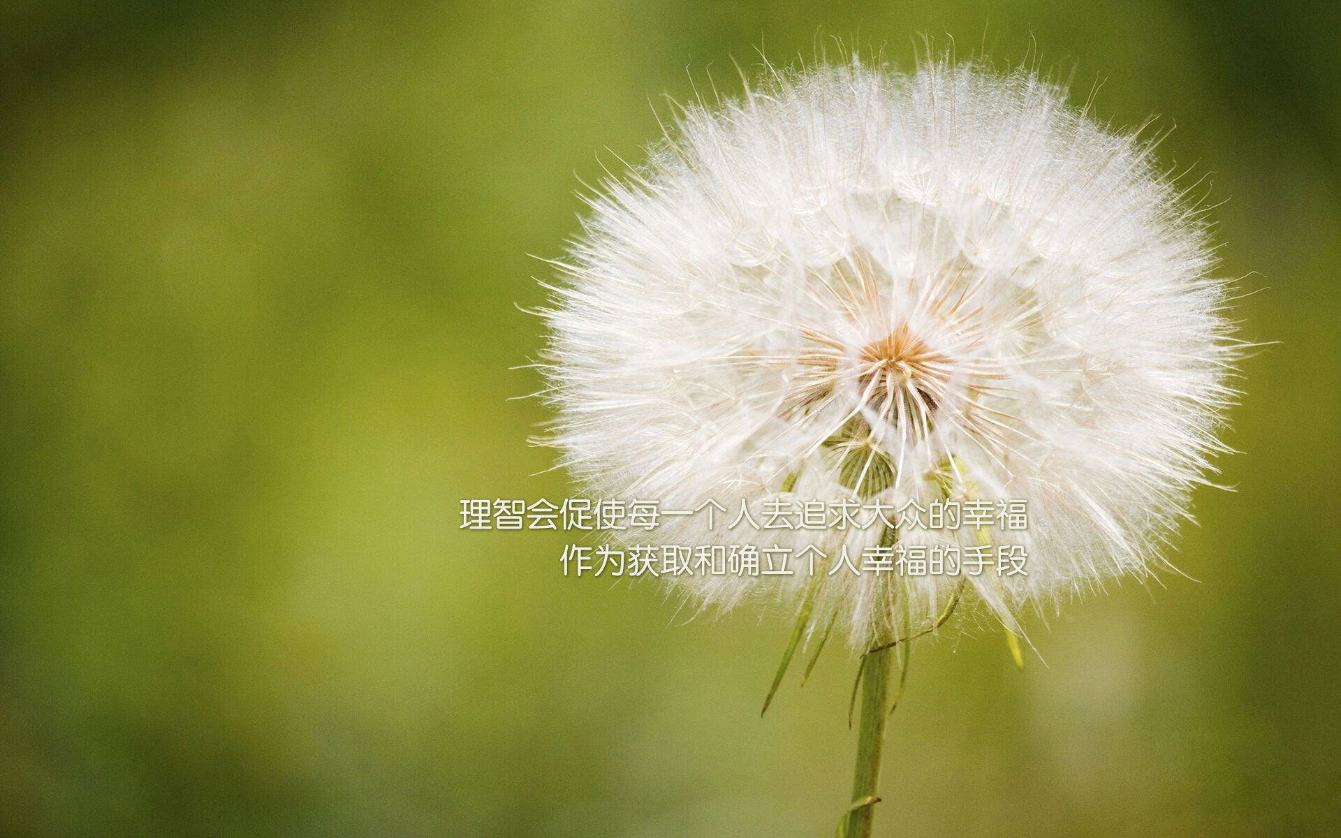 蓝白之痛，三狮之魂，2026，一场教科书式的复仇